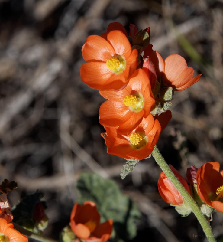 22_usa_48_wupatki-pueblo