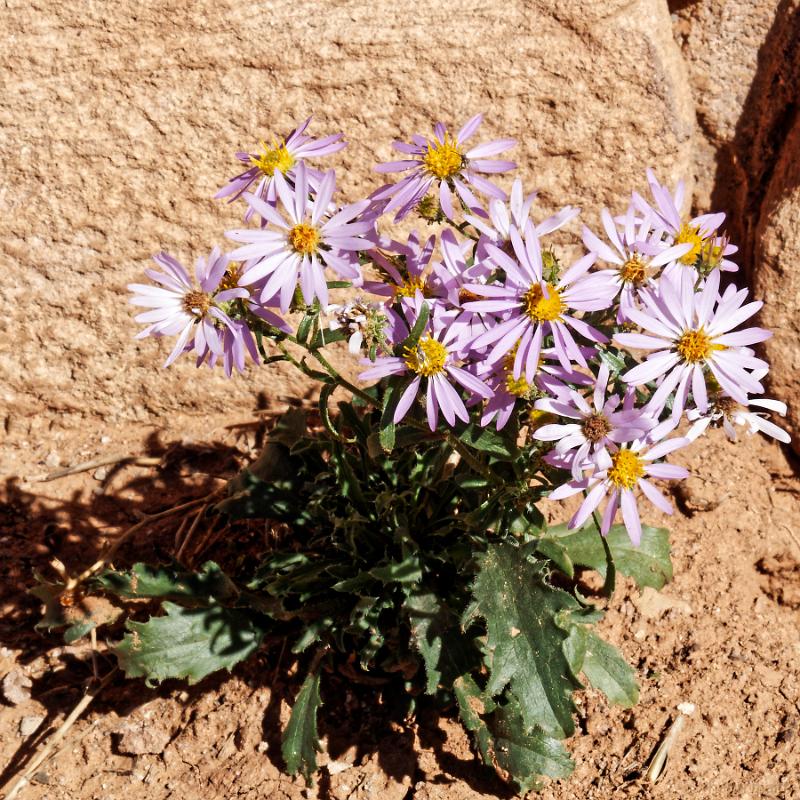 22_usa_825_cortez-hovenweep-museum