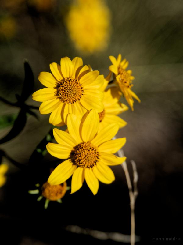 22_usa_868_mesa-verde