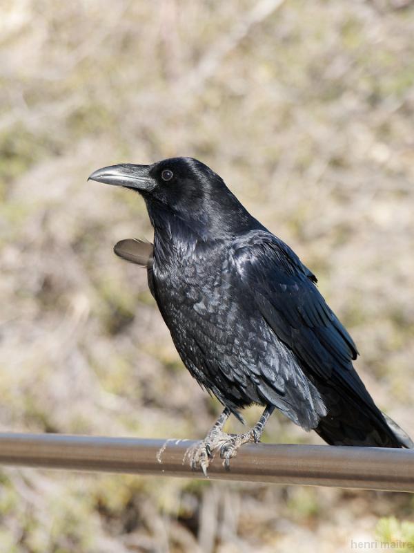 22_usa_113_grand-canyon