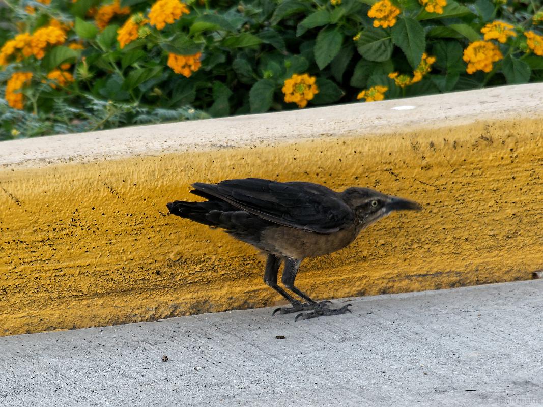 22_usa_1445_de-zion-a-las-vegas