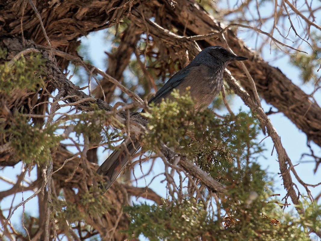 22_usa_158_grand-canyon