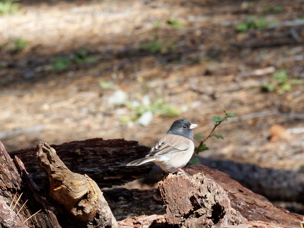 22_usa_1924_yosemite