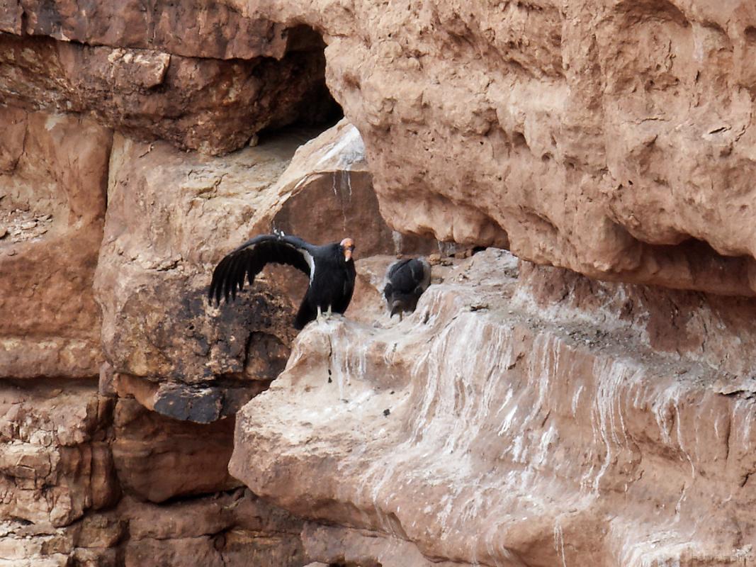 22_usa_448_navajo-bridge