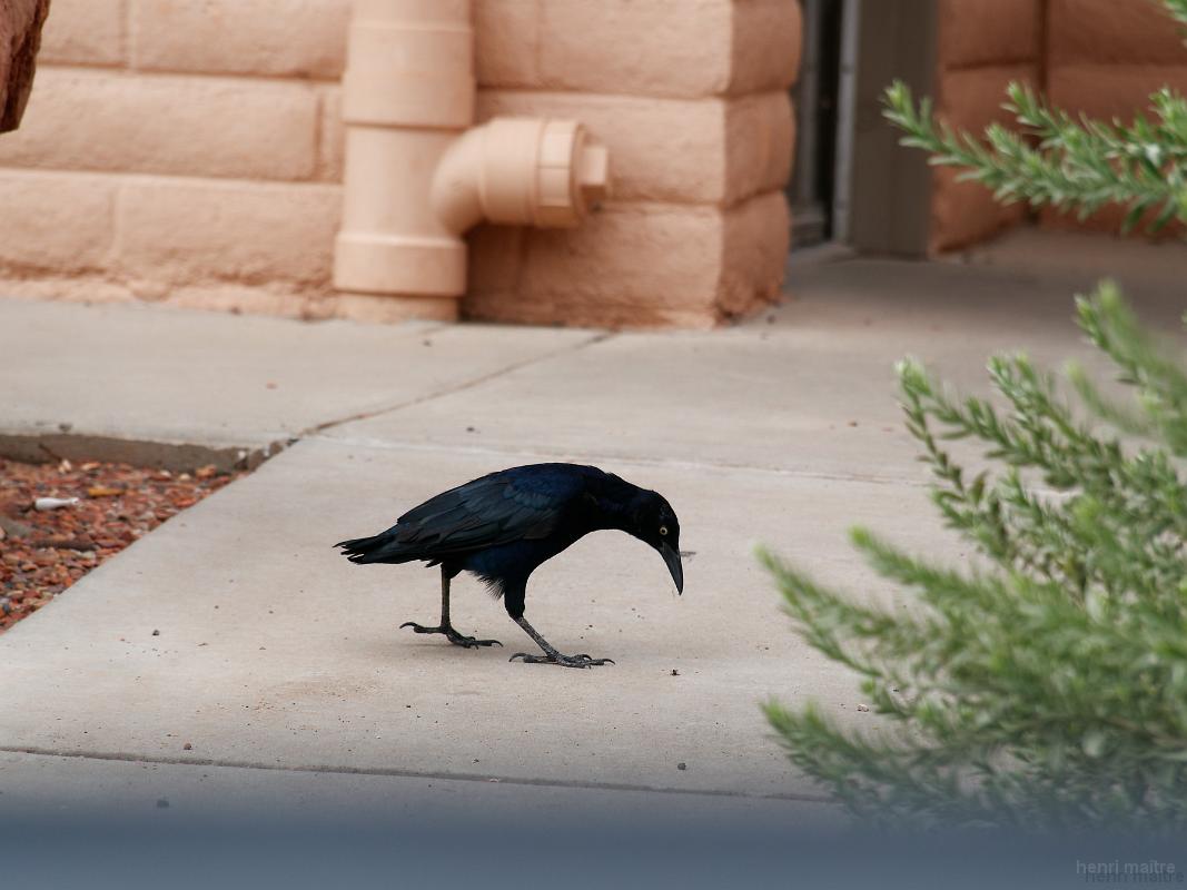 22_usa_462_marble-canyon