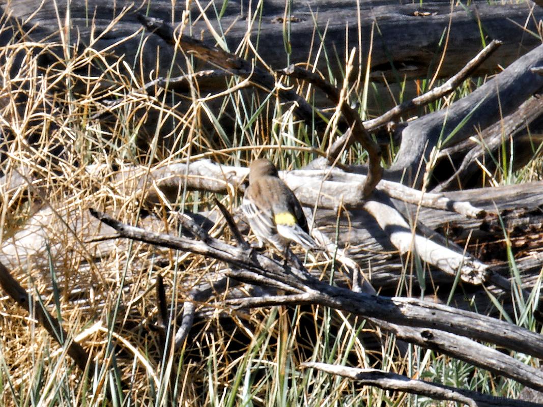 22_usa_895_mesa-verde