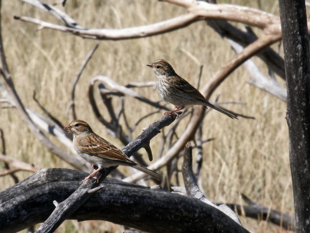22_usa_898_mesa-verde