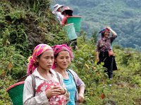 Femmes Hmong Noir dans le massif du Phu Ta Ca