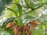 Papillon cobra ( Attacus Atlas ) (à peu près 20 cm d'envergure)