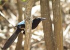 geai  du yucatan (cyanocorax yucatanicus)